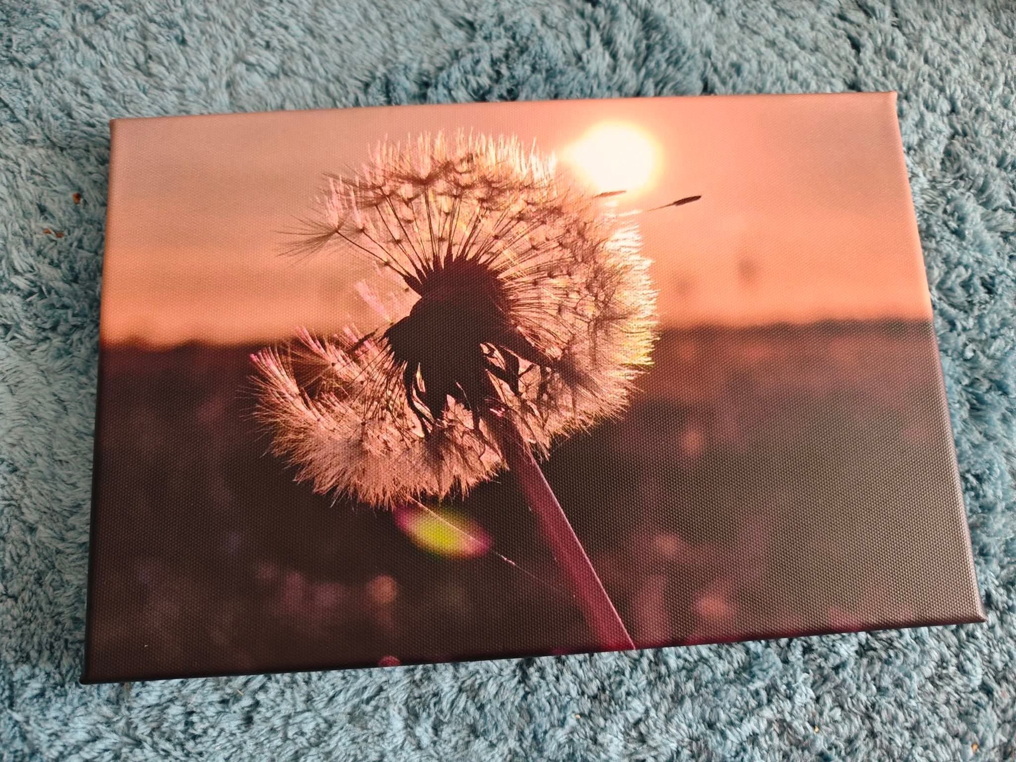 Pusteblume Leinwand 30x20