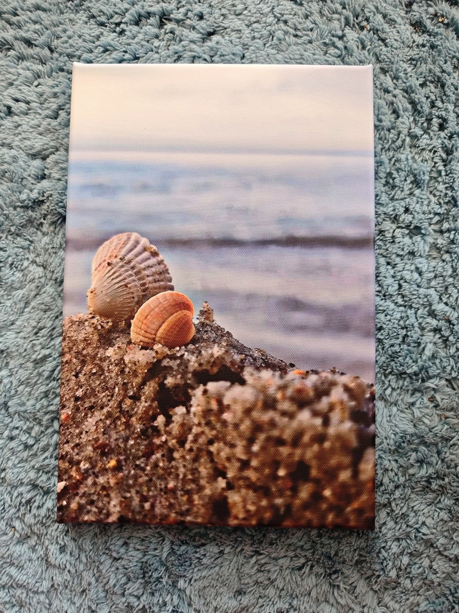 Zwei Muscheln 3 Leinwand 30x20
