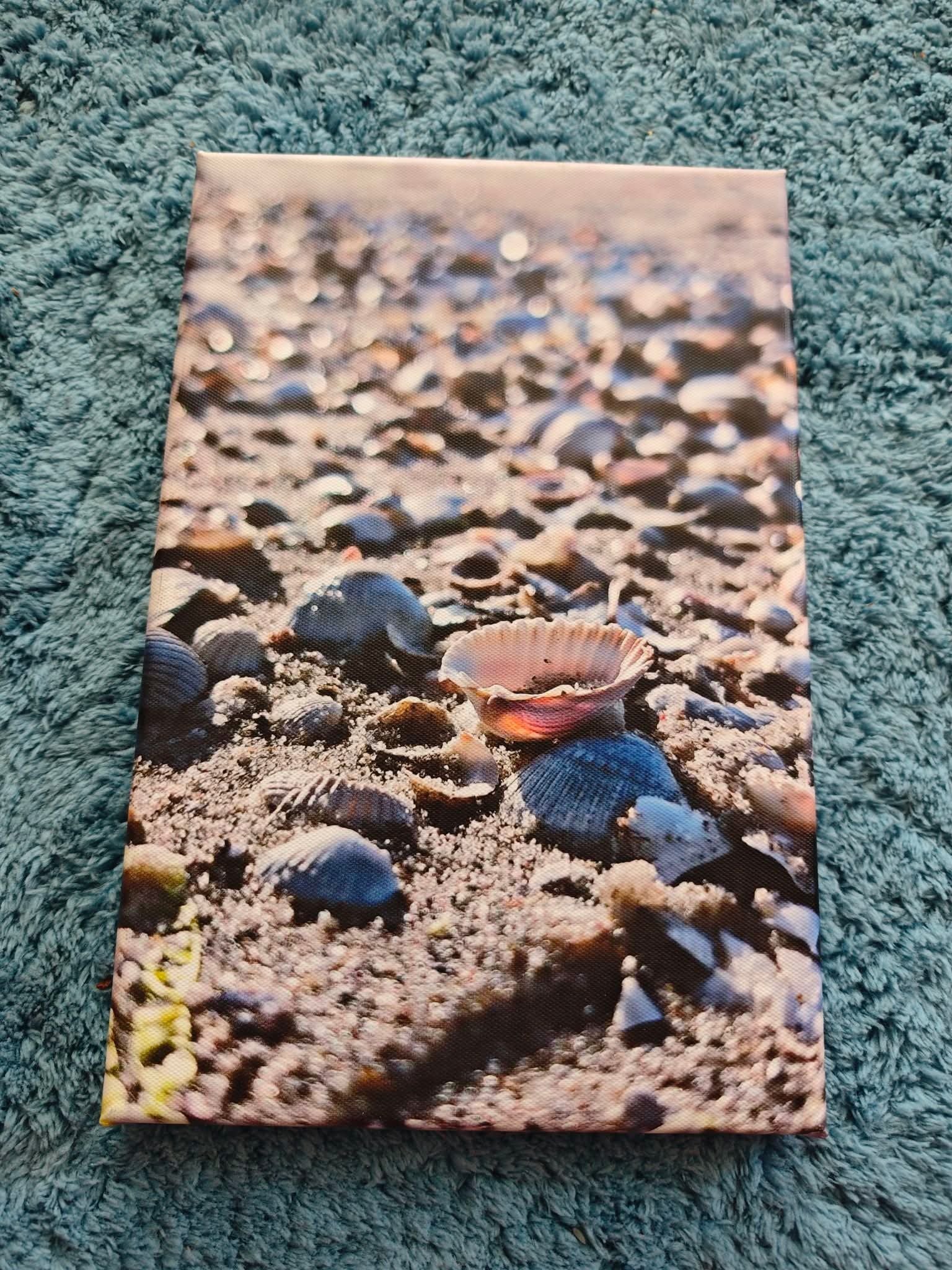 Viele Muscheln 1 Leinwand 30x20