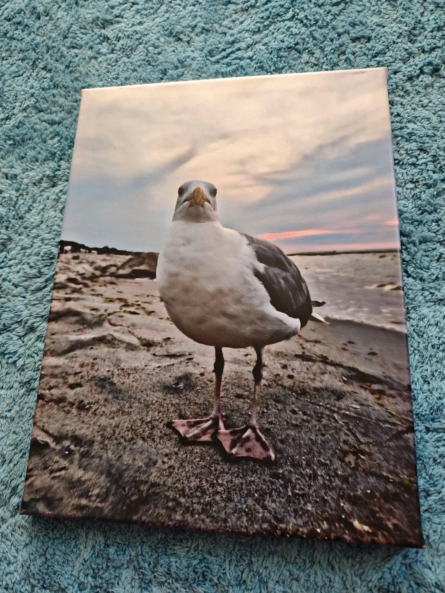 Möwe Leinwand 40x30