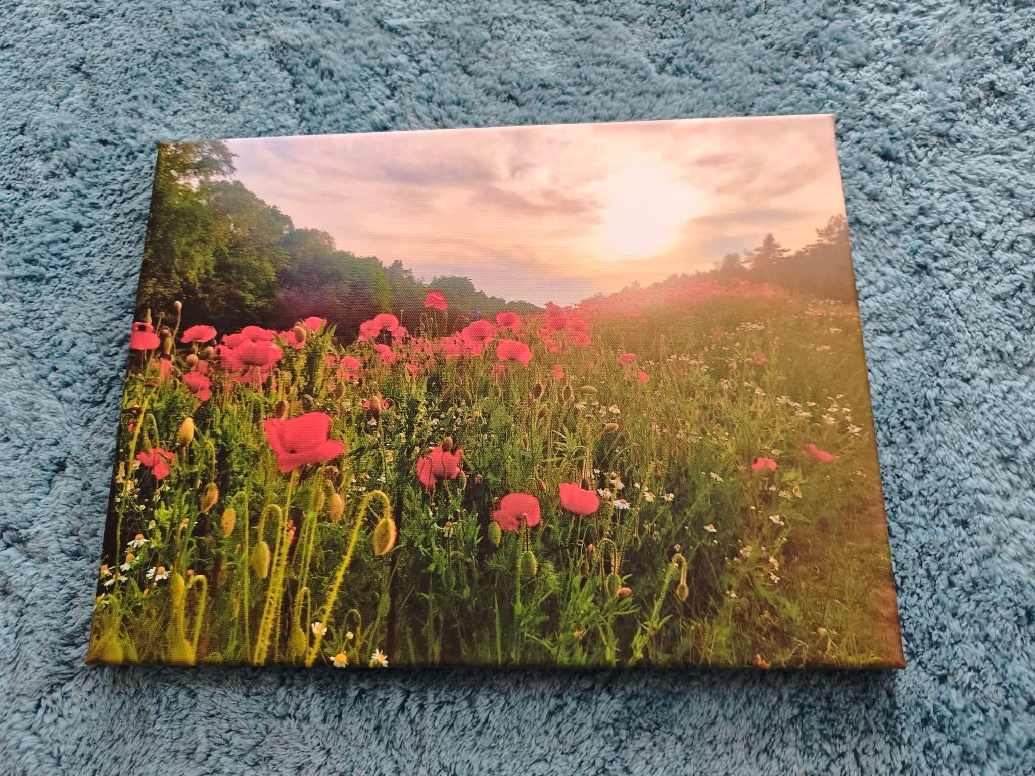 Mohnfeld Leinwand 40x30
