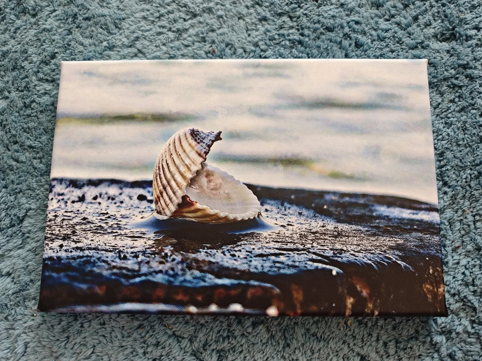 Zwei Muscheln 1 Leinwand 30x20