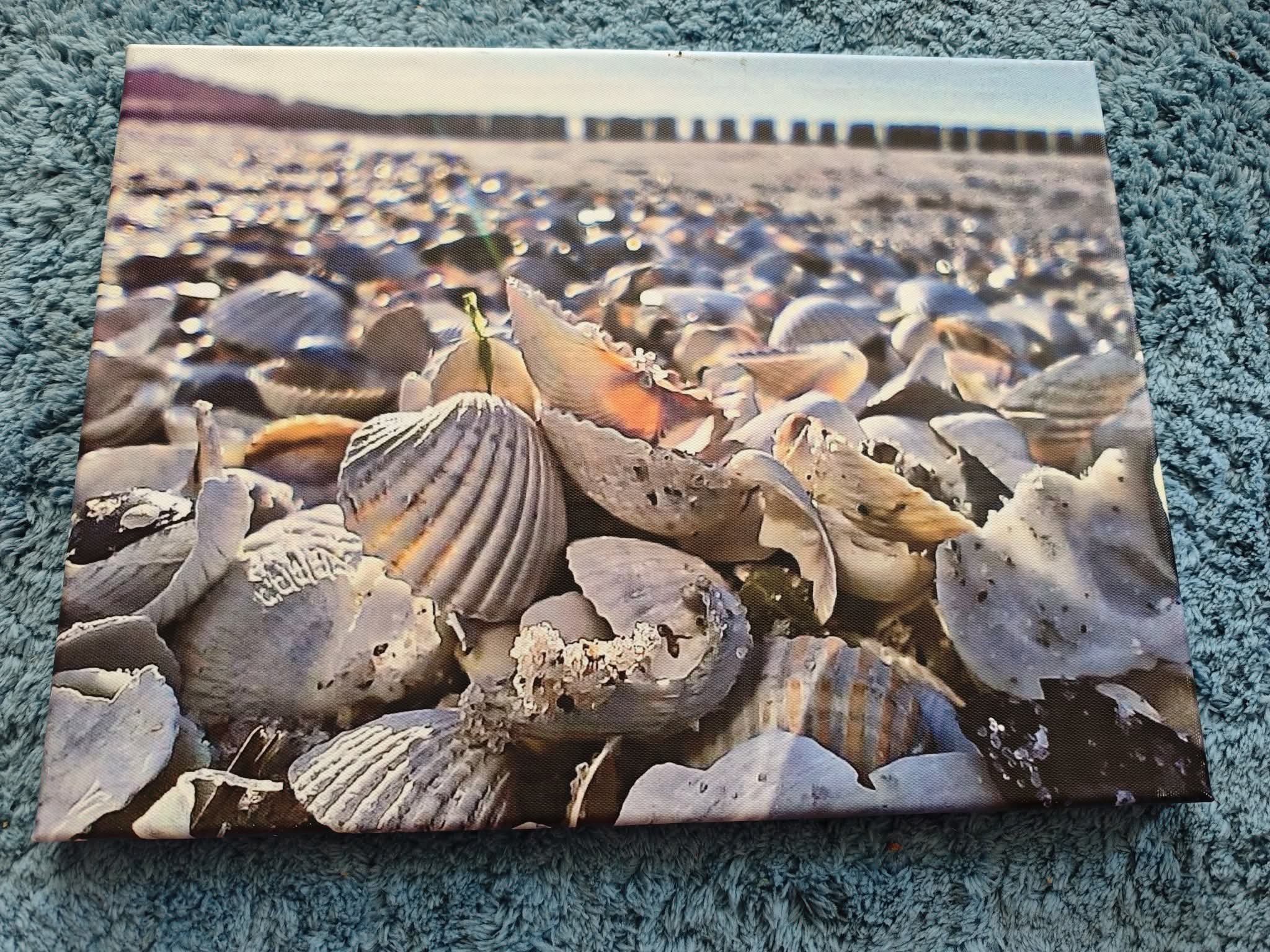 Muscheln 2 Leinwand 40x30