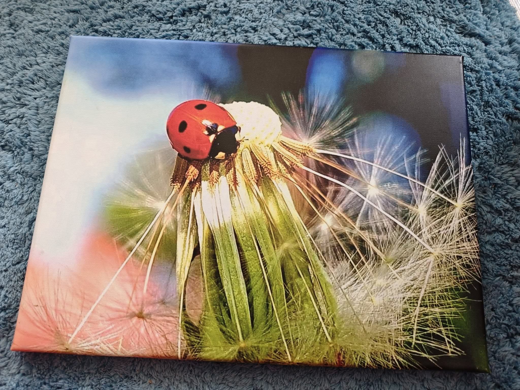 Marienkäfer auf Pusteblume Leinwand 40x30