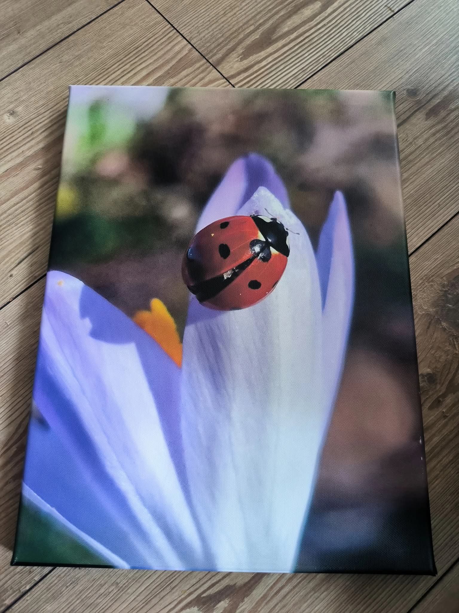 Marienkäfer auf Krokus Leinwand 40x30